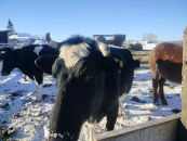 Собственникам ЛПХ оформляют первые компенсационные выплаты за изъятых сельскохозяйственных животных