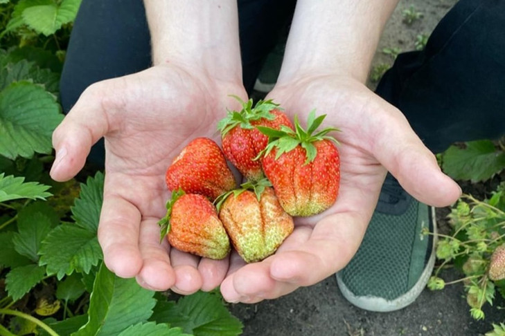 Земляника садовая поспела на грядках новосибирцев