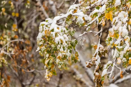 Фотографиями первого снега делятся в соцсетях жители Новосибирска