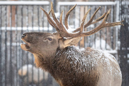 Новосибирский зоопарк измерил количество снега в снежных барсах