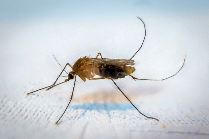Способы защиты от лихорадки чикунгунья назвали в Роспотребнадзоре Новосибирска