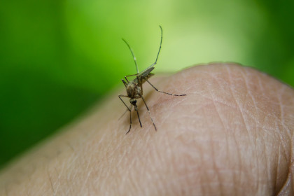 Лихорадку денге привезли туристы в Новосибирск с Мальдив