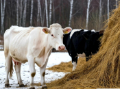 Эпидемиолог Геннадий Онищенко объяснил необходимость уничтожения скота в Новосибирской области