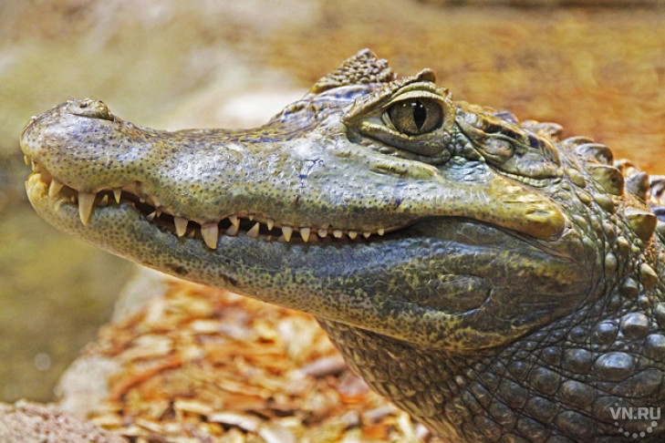Влияние крокодилов на игроков в казино изучили ученые