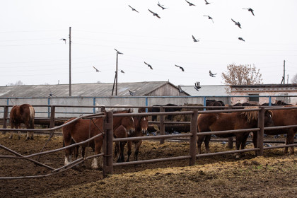 Новосибирца признали виновным в хищении 30 млн и отпустили в зале суда