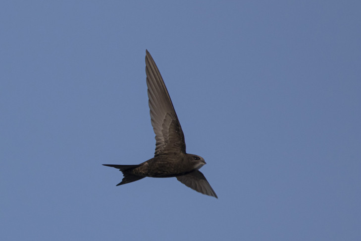 Первые перелетные птицы неожиданно покинули Новосибирск 7 августа