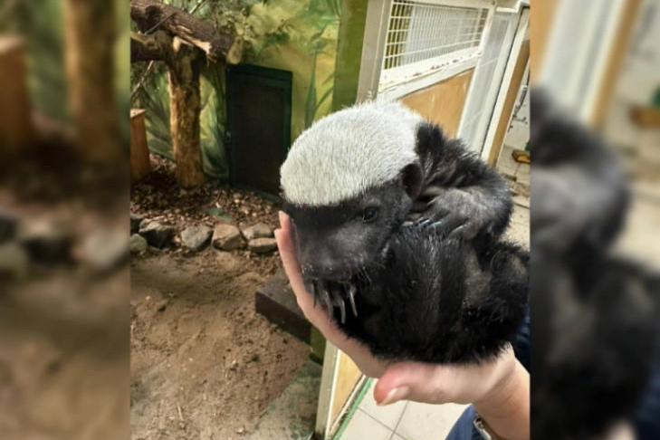 Первое фото бесстрашного малыша-медоеда показали в Новосибирске