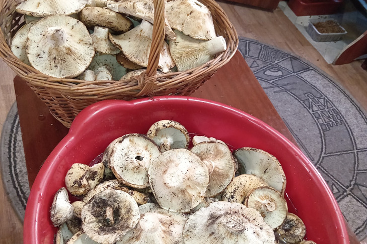 Грузди ваннами везут грибники из леса Новосибирской области