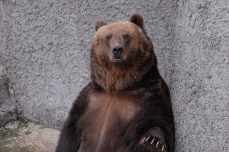Агрессивный медведь перепугал рыбаков под Новосибирском