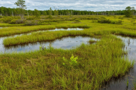 Ситуацию с участками для льготников в Новосибирске контролирует Генпрокуратура