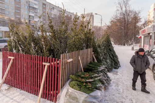 Новогодние елки подорожают в этом году в Новосибирске