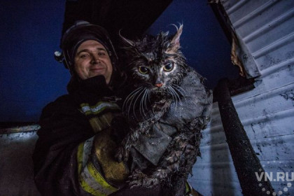 Фото спасенного из огня кота потрясло соцсети