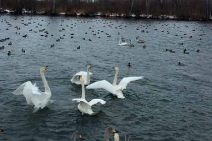 Лебеди вернулись с зимовки в Новосибирскую область