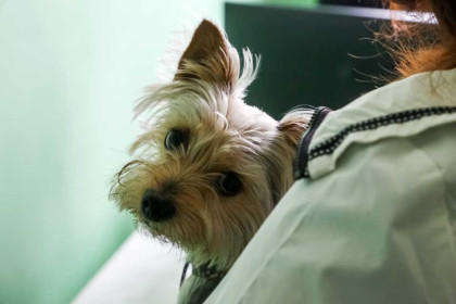 Завести собаку для спасения от грусти призвали врачи в Новосибирске