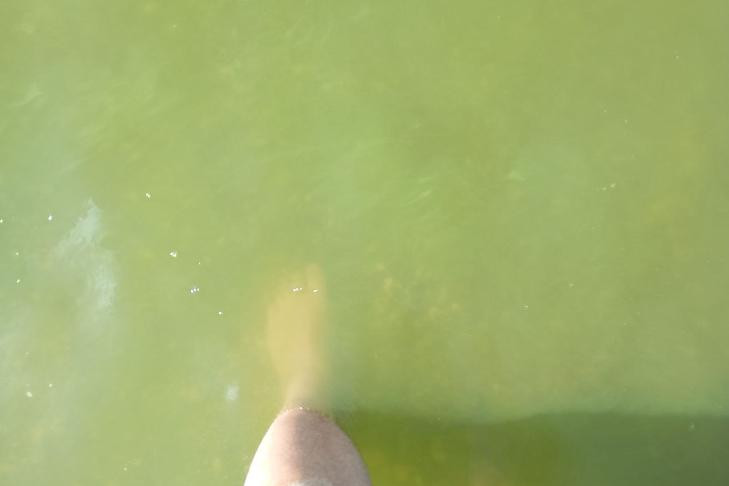 Минприроды объяснило зеленый цвет водоемов в Новосибирске