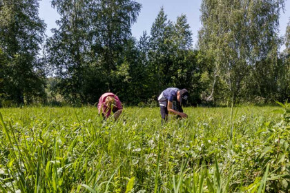 Дачники борются с зеленым пожаром в Новосибирской области