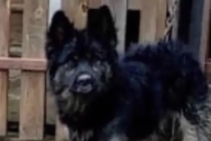 Агрессивная собака взяла в заложники жительницу Бердска