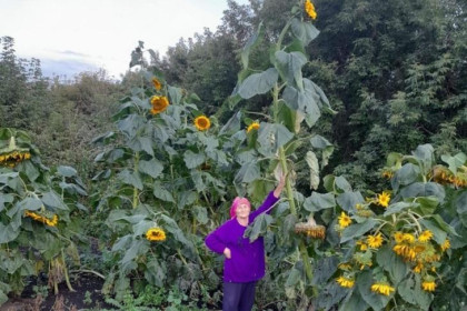 Пятиметровый подсолнух на огороде вырастила пенсионерка из Даниловки