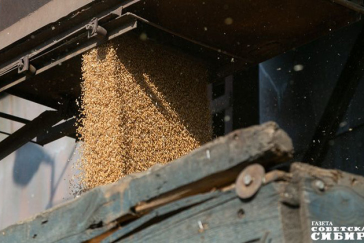 Качество зерна в Сибири выше, чем в центральной России