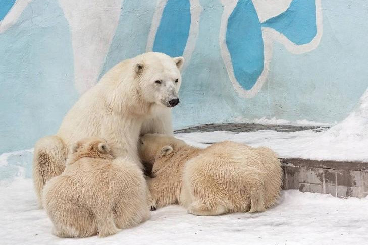 Год исполнился белым медвежатам Белке и Стрелке в Новосибирске