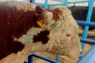 В Новосибирской области лишившимся скота крупным хозяйствам и КФХ обещают поддержку