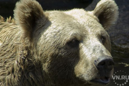 Медведя нашли вместо пропавшего новосибирца в тайге