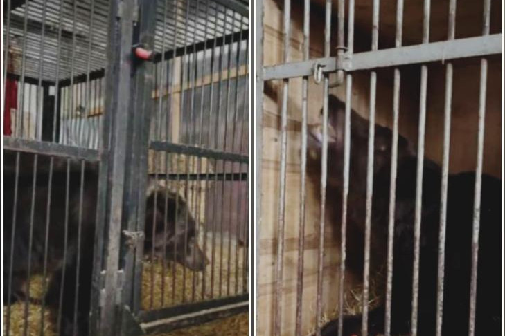 Пятерых цирковых медведиц продолжают спасать в Новосибирске