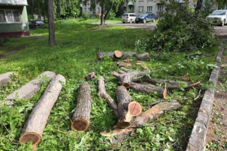 Деревья в десятках дворов срубили после проливных дождей в Новосибирске
