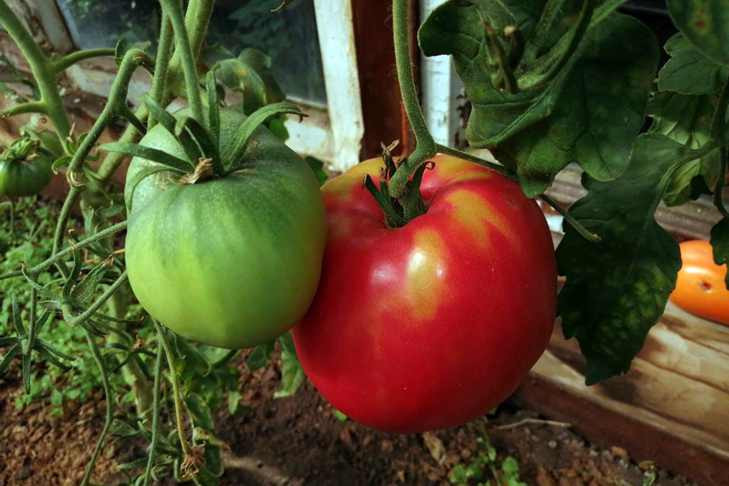 Самые вкусные зеленые помидоры на зиму – рецепты с фото