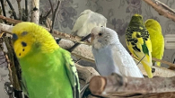 Жительница Новосибирска поселила в «однушке» 11 попугаев