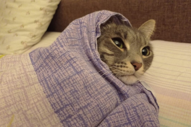 СГК разоблачила новую схему мошенников в Новосибирске