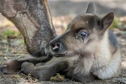 Детеныш северного оленя родился в +30 градусов в Новосибирском зоопарке