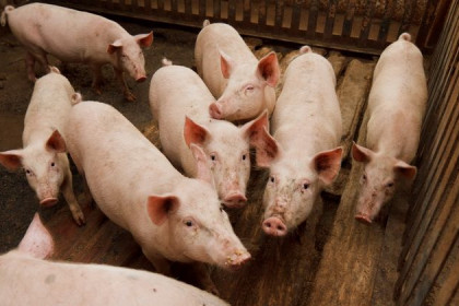 Свиньям измеряют температуру в Сузуне, опасаясь африканской чумы
