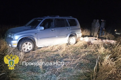 Браконьеры заплатят 1 млн рублей за убийство косуль под Новосибирском