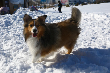 Прогноз погоды на 28-29 марта в Новосибирске сделали синоптики