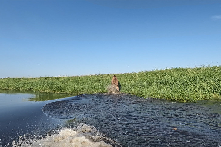 Рои кровососов загоняют гигантов тайги в реки Новосибирской области