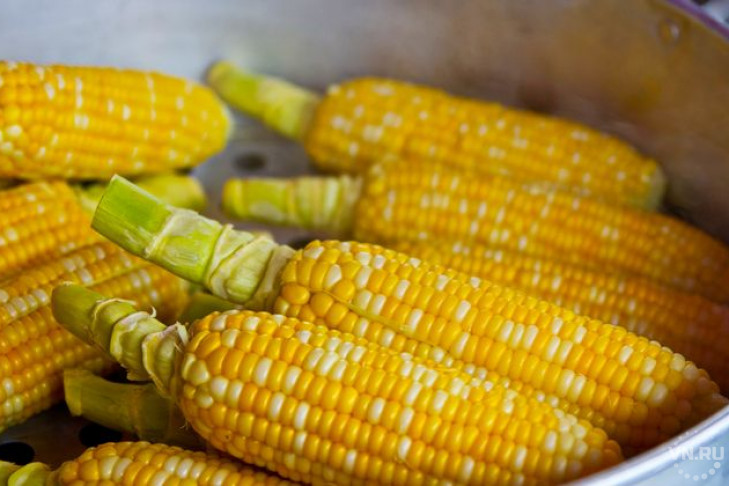 60 центнеров кукурузы с гектара собирают каргатские аграрии