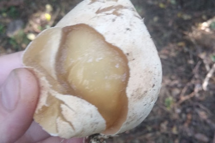 Ветвистые грибы-бараны, грибы-яйца и грибы-кораллы: самые необычные находки грибников под Новосибирском