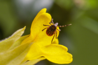 С начала сезона клещи покусали уже более 20 жителей Новосибирской области