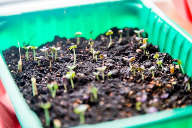 Сою российской селекции отправили на испытания ученые из Новосибирска