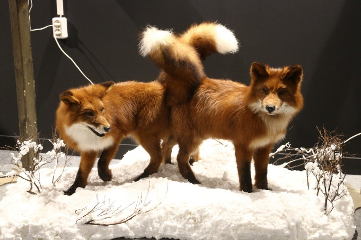 Очаг бешенства нашли в одном из дворов Затулинки в Новосибирске