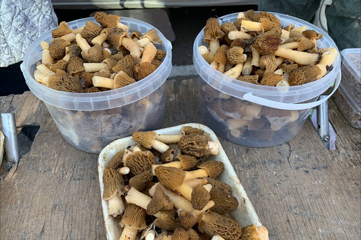 Сморчки начали продавать в Новосибирске по 500 рублей за ведро