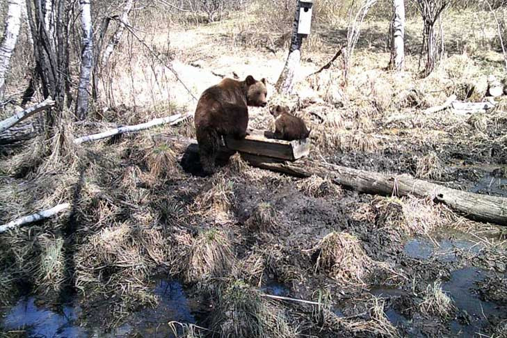 Медведи подсели на соль в Кыштовском районе