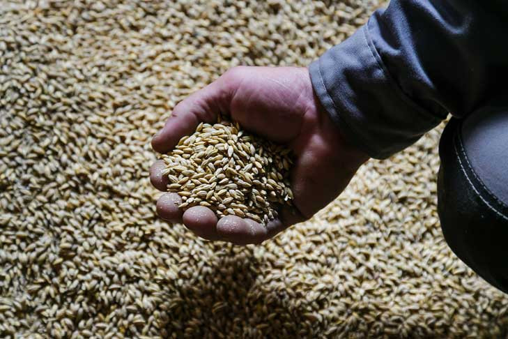 Первый миллион тонн зерна намолотили новосибирские аграрии