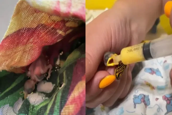 Неизвестного птенца-подкидыша выхаживает жительница Новосибирска