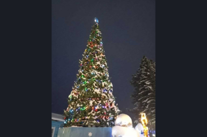 Четыре зеленые красавицы представят Новосибирскую область на Всероссийском конкурсе «Ёлки России»