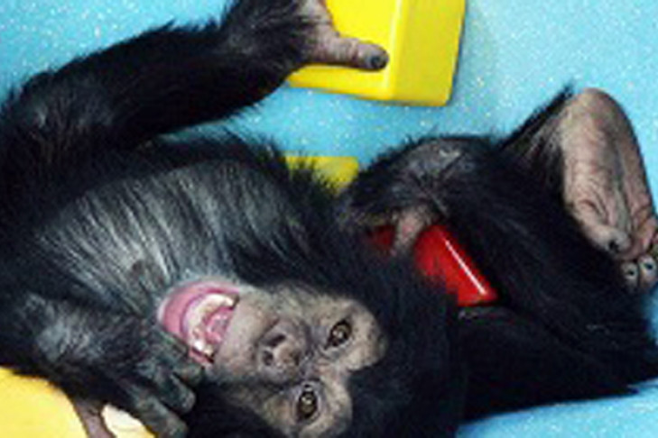 Сирот-шимпанзе новосибирцы завалили игрушками 