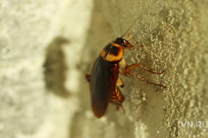 Логово с мухами и тараканами обнаружили приставы в жилой квартире 