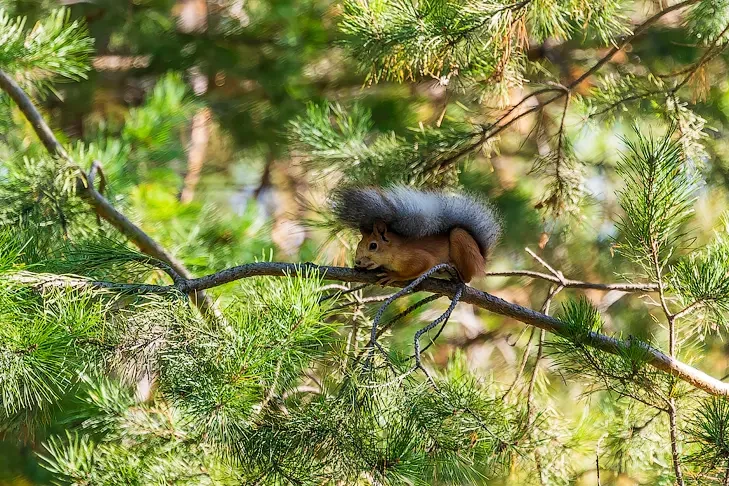 Холод без дождя обещают синоптики новосибирцам в Куприянов день 13 сентября