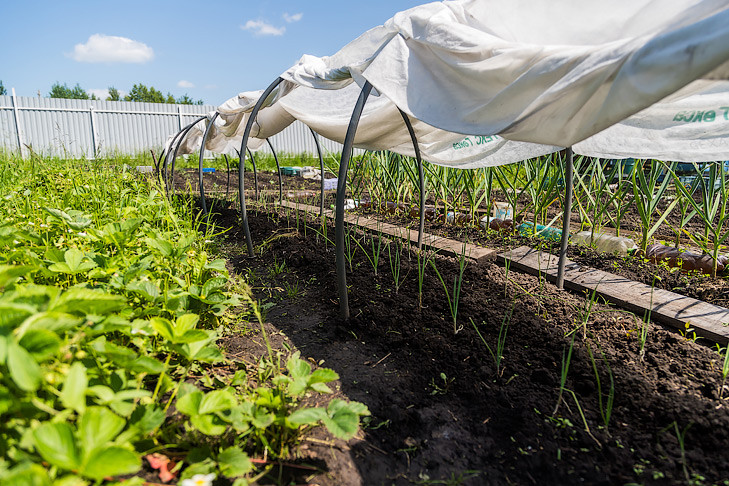 Причины пожелтения и стрелкования лука назвал агроном Мармулев в Новосибирске